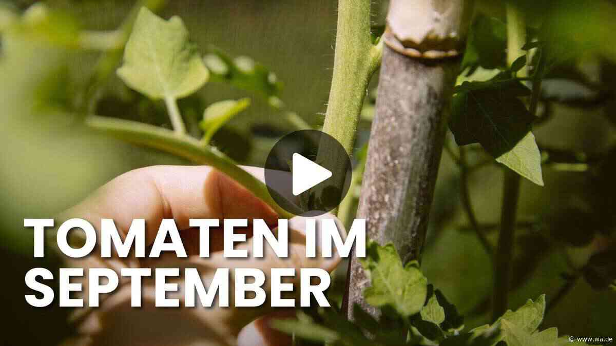 Tomaten Ende September noch ausgeizen? Warum Sie das keinesfalls verpassen sollten