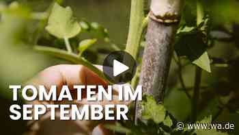Tomaten Ende September noch ausgeizen? Warum Sie das keinesfalls verpassen sollten