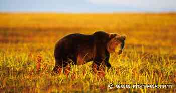 6 people killed in bear attacks in Siberia: "Under siege"