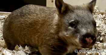 Toronto Zoo seeking names for ‘little potato’ baby wombat