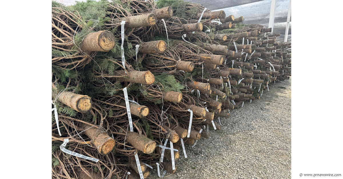 Survey: Real Christmas Tree Growers Forecast Strong Supply and Steady Wholesale Prices for 2026 Holiday Season