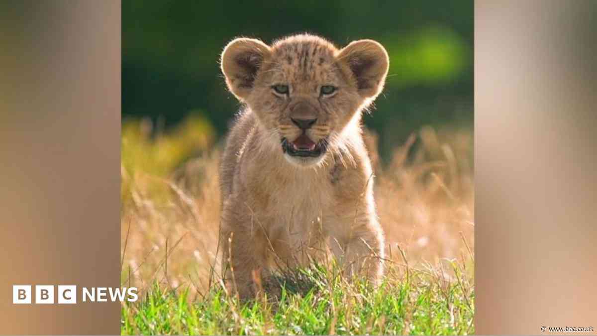Watch: Zoo's five lion cubs explore outdoors for first time