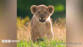 Watch: Zoo's five lion cubs explore outdoors for first time