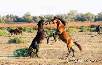 Wyoming Residents Can Adopt Wild Horses At An Event Saturday