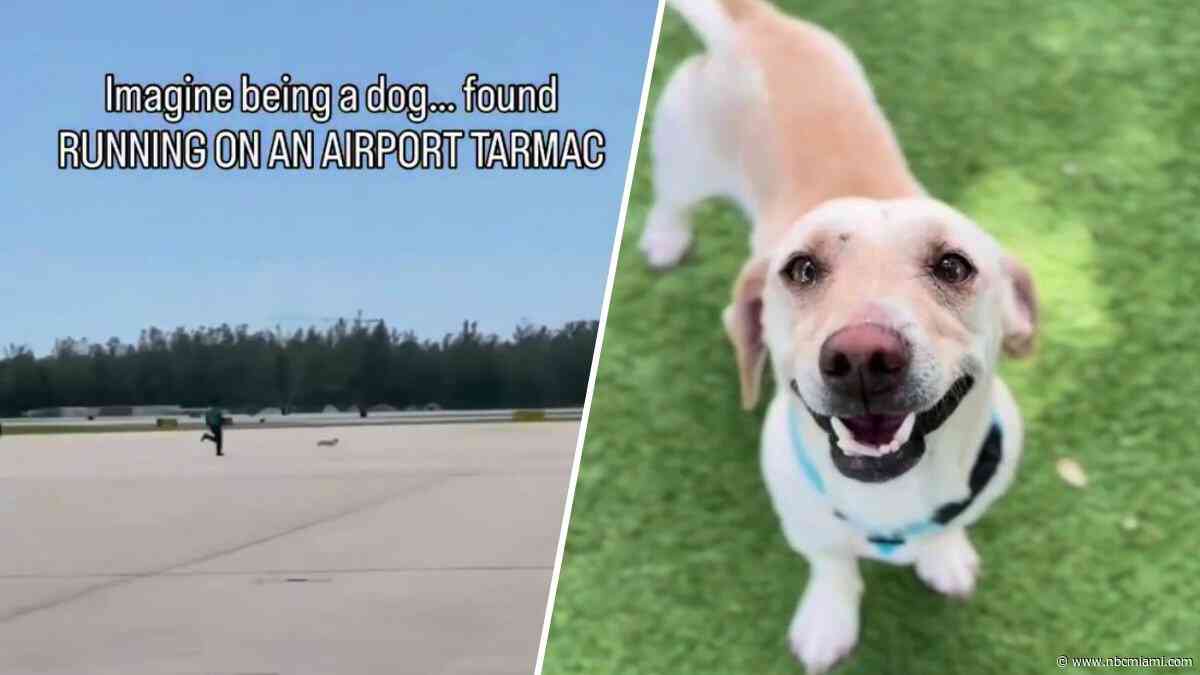 Video shows dog zooming across Naples Airport tarmac—earning nickname, happy ending