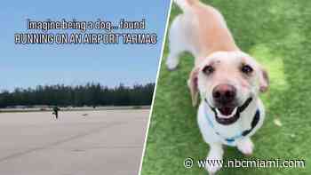 Video shows dog zooming across Naples Airport tarmac—earning nickname, happy ending