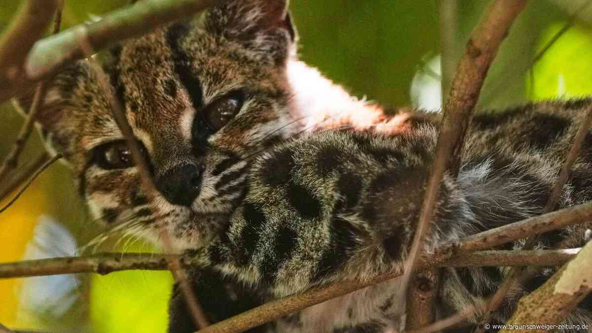 „Hätten wir nie erwartet“: Forscher entschlüsseln Rätsel um Boliviens Mini-Katze