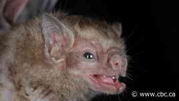 Where did bats come from? Family tree drawn from huge genetic study