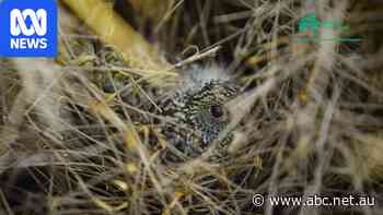 Video captures ranger's joyful tears on finding rare night parrot chick