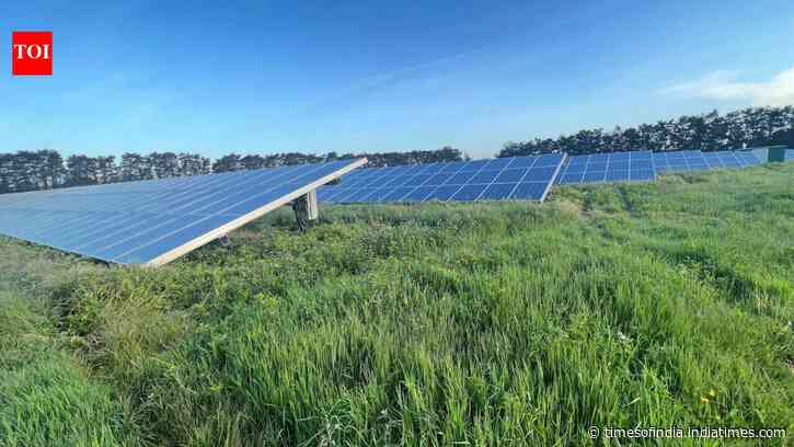 Solar farms with taller grass and wildflowers support more birds, study finds