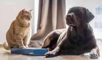 Local charities to host pet vaccination events -- here's how you can protect your fuzzy pals
