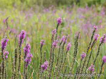 Stewardship day needs volunteers at Rotary Riverside Preserve