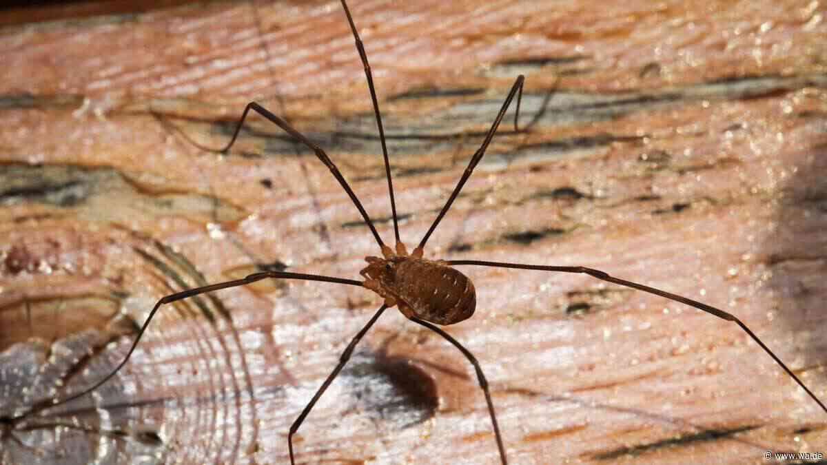Die stillen Gesellen im Keller: Warum man diese Tierchen besser nicht wegsaugt