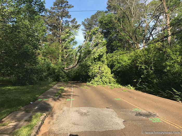Downed Tree Blocks Road Tuesday Afternoon in Attala, Bumper Found Nearby