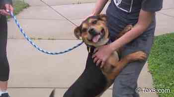 Cleveland Kennel is full again with over 110 dogs looking for a forever home