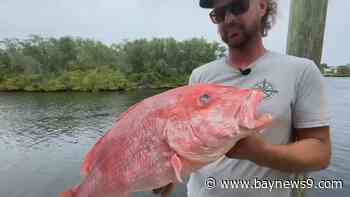 Florida Fish and Wildlife expands red snapper season