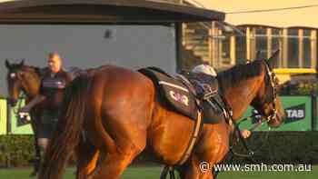 Waller reacts to V'landys quitting