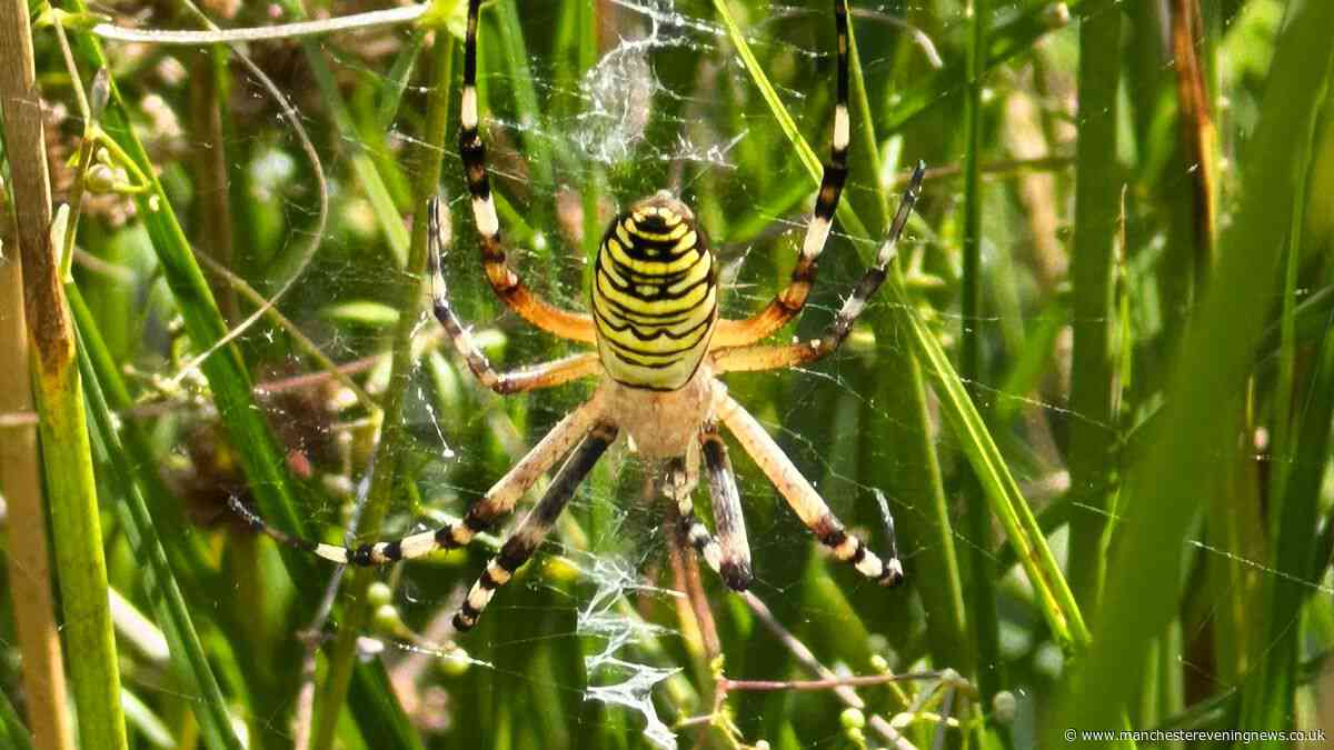 Rare wasp spider spotted in Chester Zoo as experts issue 'worrying' warning