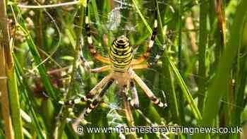 Rare wasp spider spotted in Chester Zoo as experts issue 'worrying' warning