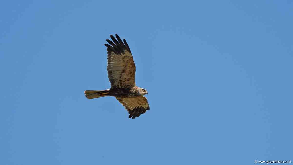 'We are outraged': Call for action after bird of prey shot and left to die in North Yorkshire