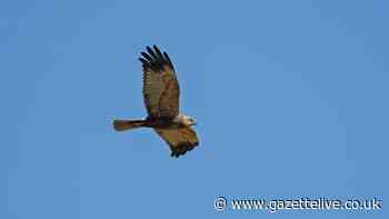 'We are outraged': Call for action after bird of prey shot and left to die in North Yorkshire