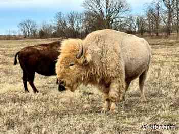 Investigation launched after 32 QuaPaw Nation bison die