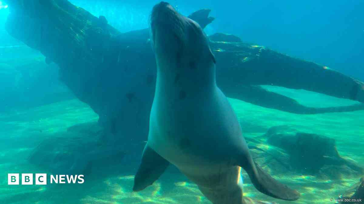 Watch: Zoo welcomes new sea lions to enclosure