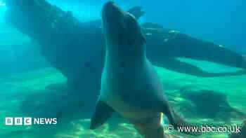 Watch: Zoo welcomes new sea lions to enclosure