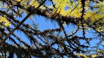 Not so golden: bug hits Banff larch trees, making them lose needles