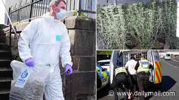 Dozens arrested as police smash cannabis farms in 'biggest ever human trafficking crackdown'