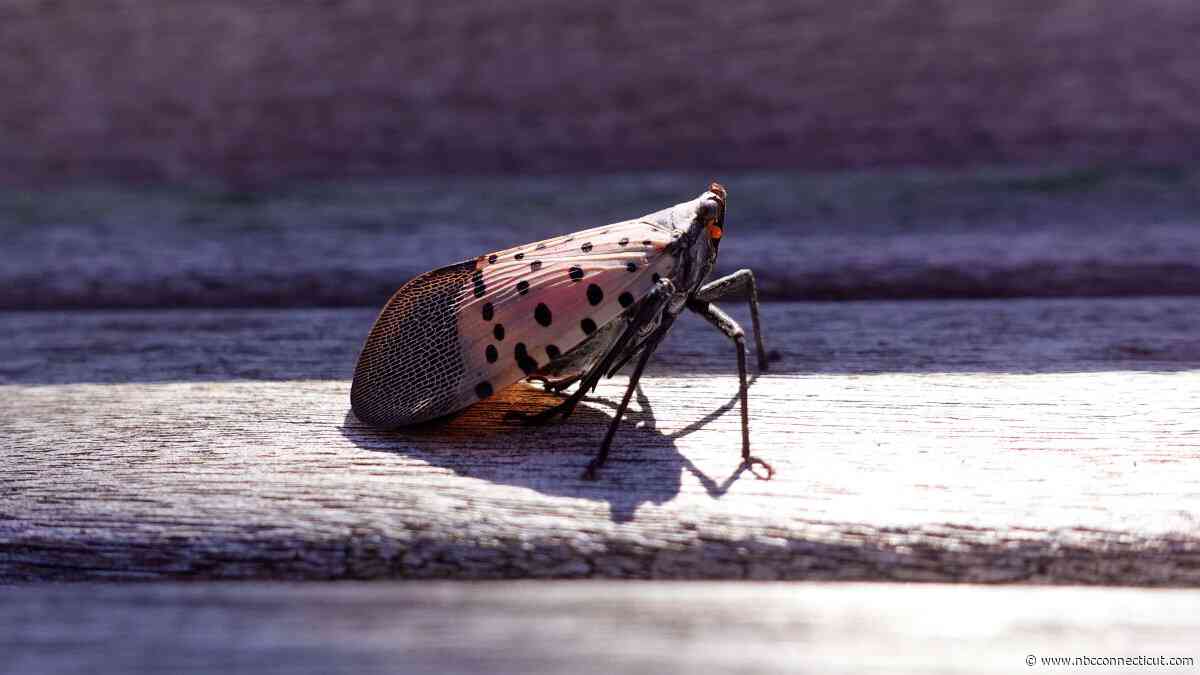 Connecticut creator comes up with game to smash invasive spotted lantern flies