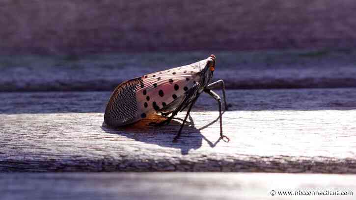 Connecticut creator comes up with game to smash invasive spotted lantern flies