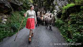 Wool done! Dozens of alpacas are herded down the Swiss mountains to their winter home