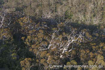 WA government's plantation timber estate grows to $125m