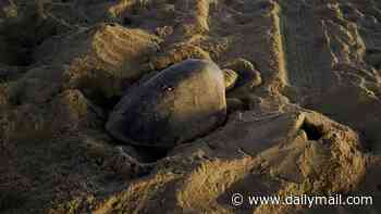 How eggs-citing! Rare sea turtle makes history as beachgoers spot her two nests