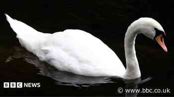 Swan killed and has head removed in city park