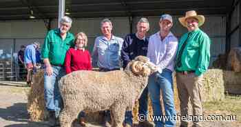 Demondrille Merino and Poll Merino sells top ram for $2000 more than in '25