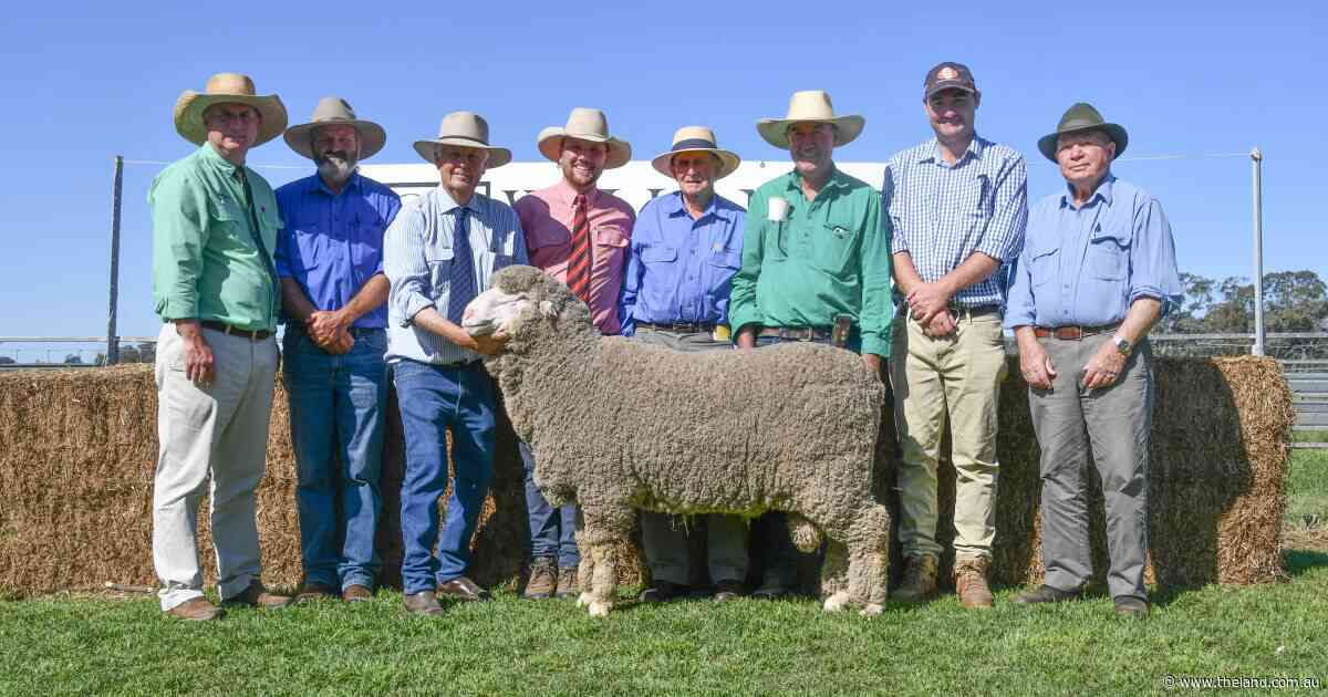 Heavy wool cutting rams attract strong support from repeat buyers at Willandra