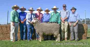 Heavy wool cutting rams attract strong support from repeat buyers at Willandra