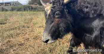 From meat to the saddle: B.C. rancher trains yaks to carry riders