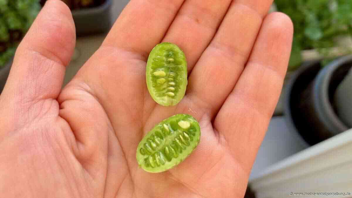 Klein wie eine Olive, frisch wie eine Gurke: Dieses Balkon-Gemüse überrascht auf ganzer Linie