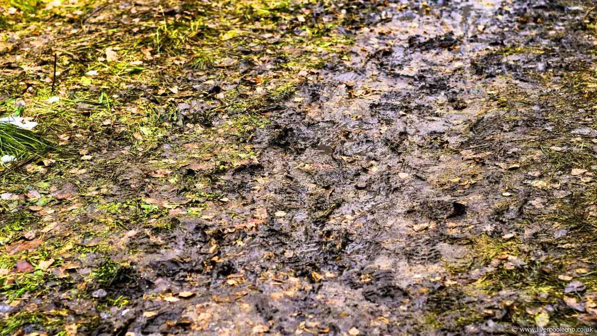 Lawns will never turn into a mud bath during winter if you do 1 simple task by October