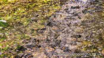 Lawns will never turn into a mud bath during winter if you do 1 simple task by October