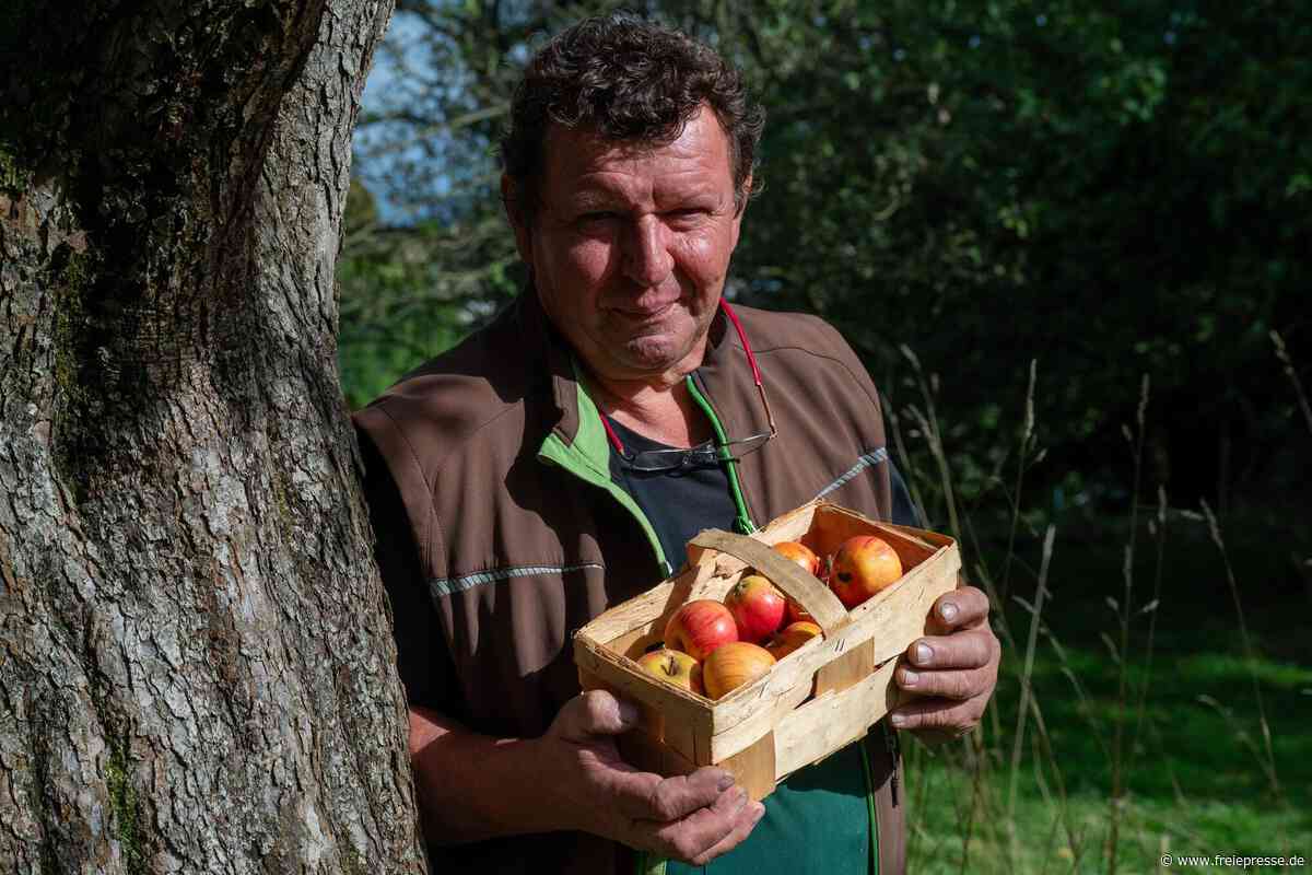 Hier wächst Sachsens einziger Thomasapfel