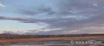 Festival of the Cranes at Bosque del Apache to be held on December 2