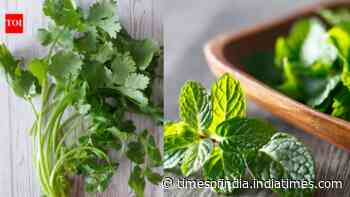 How to keep coriander and mint fresh for weeks