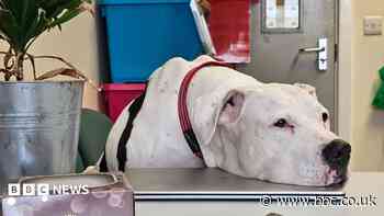 Hope that abandoned deaf dog learns sign language