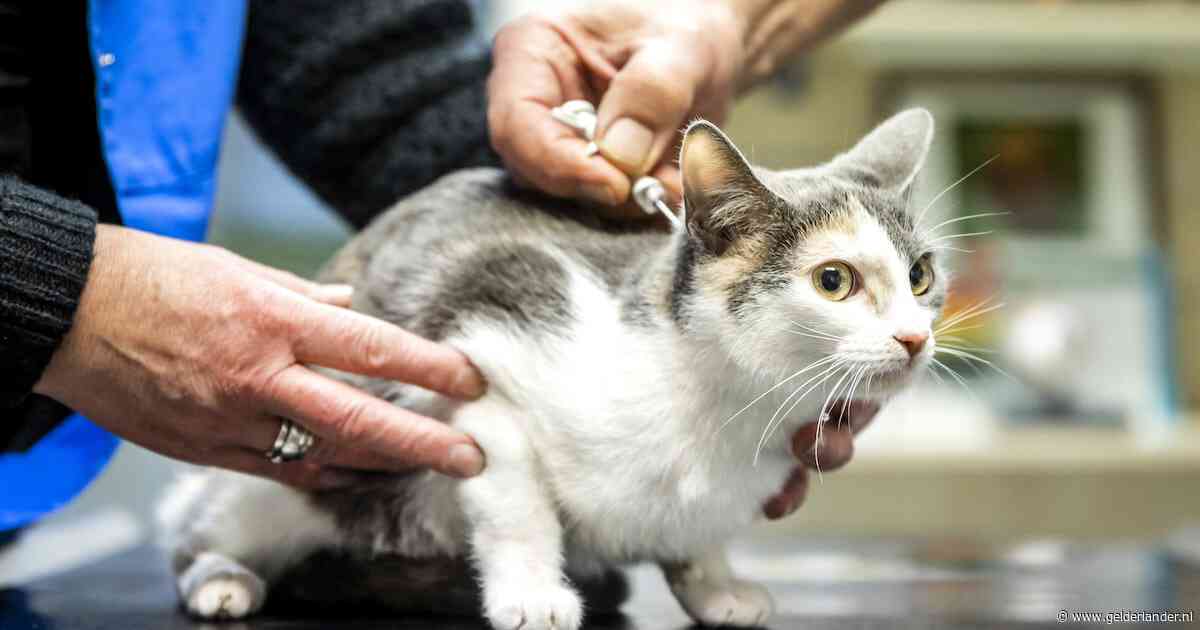 Baasjes moeten hun katten vanaf 2028 verplicht chippen