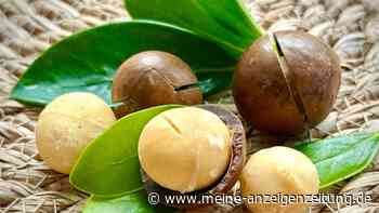 Supernuss Macadamia: Eine Australierin zum Anbeißen