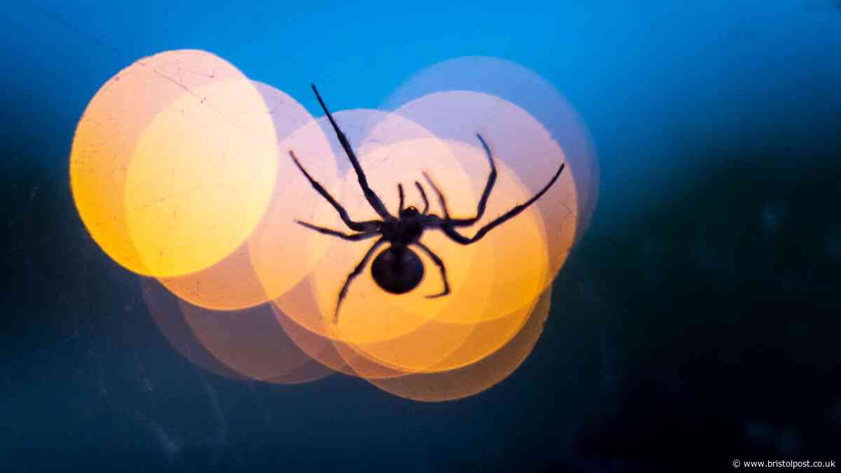 Pest control expert's 'best way to get rid' of spiders in your house - and two 'myths' busted